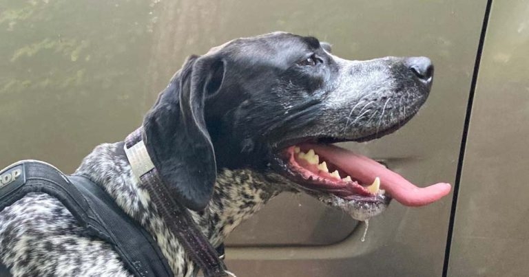 Study highlights exercise risk of heatstroke in dogs