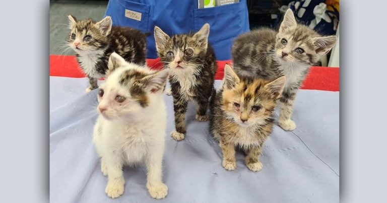 VNs help save five tiny kittens