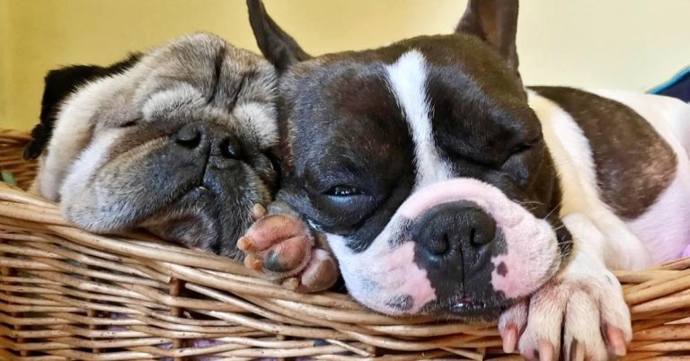 Breed loyalty could see brachy boom continue for decades