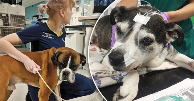 Common emergency presentations – the initial triage: as easy as ABC