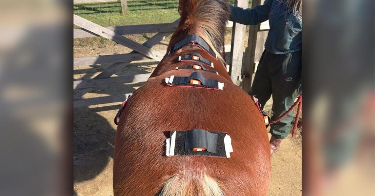 Poorly performing equids: lameness causes, treatment and prevention