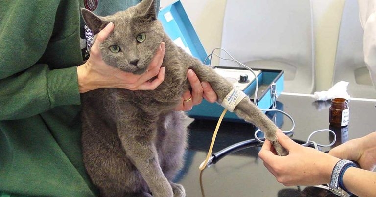 Screening and management of chronic kidney disease in cats