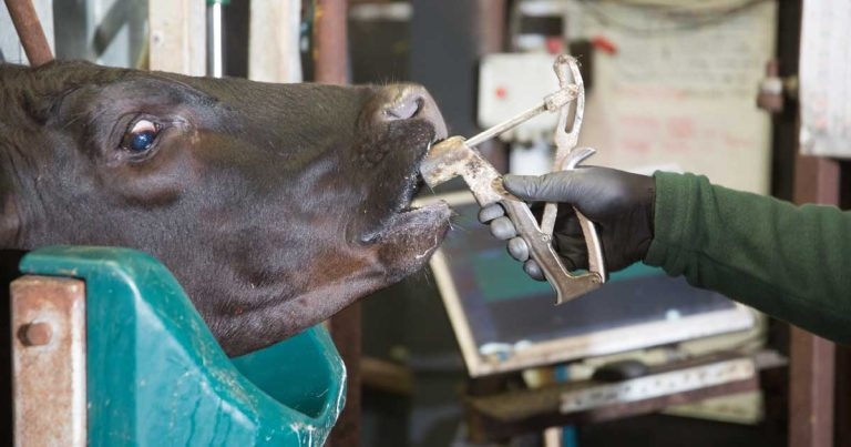 Bolus technology back on shelves