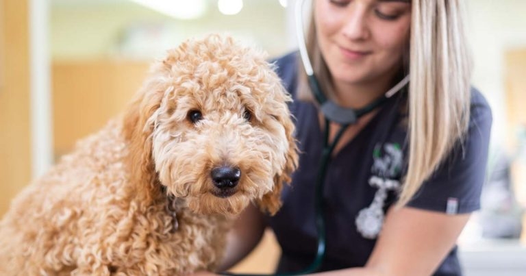 IVC Evidensia launches well-being fund