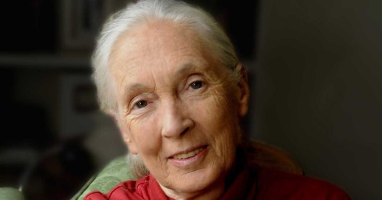 New awards announced for BVNA online event