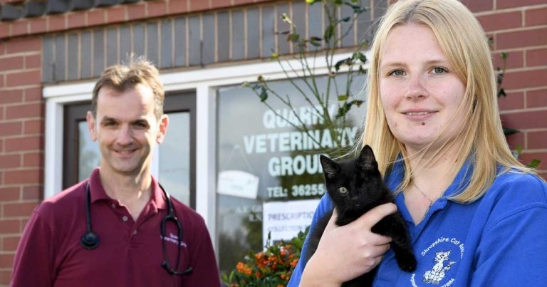 Dumped kitten eyeing new home after vet’s surgery