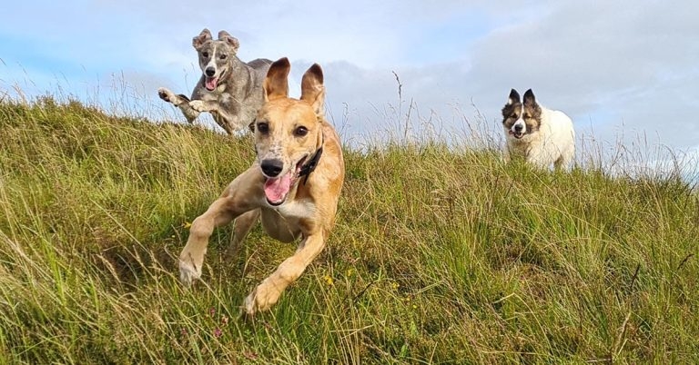 Vet nurse wins ‘Happy Place’ photo prize