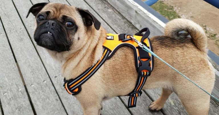 Weight management clinic helps pets shed two tonnes