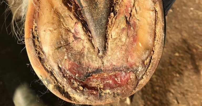 Charity appeals to owners on laminitis risk