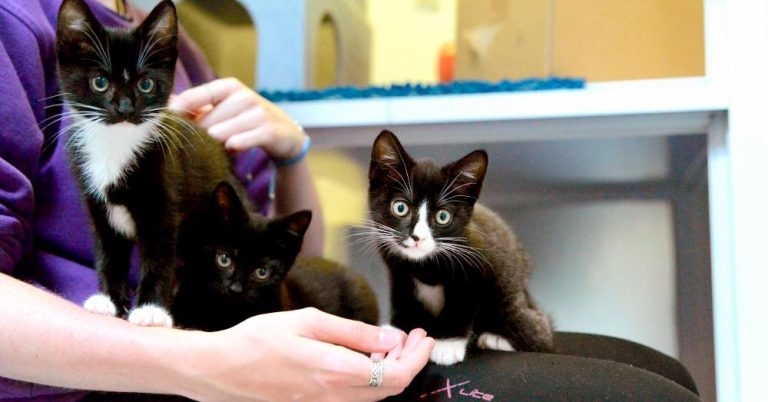 Charity concern at feral and abandoned cats