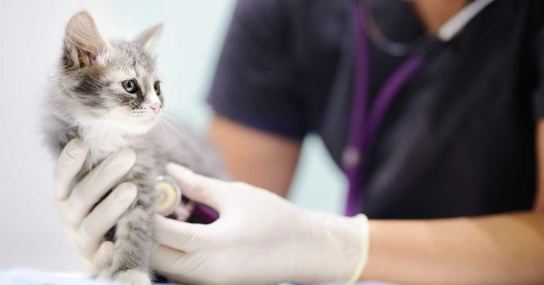 Vets warned about ‘perfect storm’ of non-accident injury cases