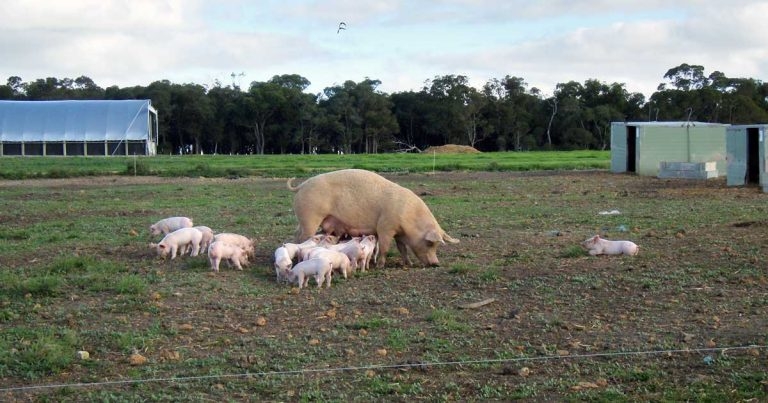 Pig health – nutrition, husbandry, vaccination and treatment protocols