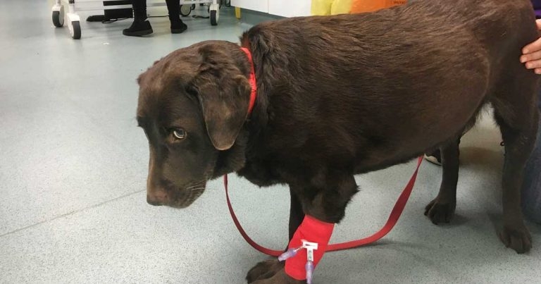 Chronic pain in companion animals