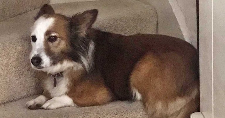 Managing sound sensitivities in companion animal patients