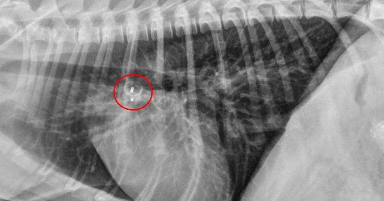Heart disease in canine patients