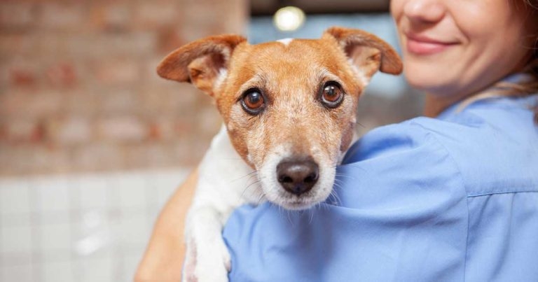 RCVS to implement new ‘under care’ guidance from 1 September after council vote