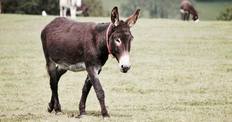 Free repository of animal welfare indicators launches