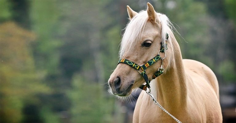 New research shows gut microbe weight loss link