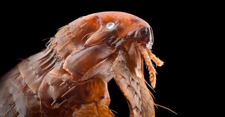 Campaign launches as study finds rise in flea infestations