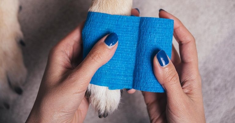 University launches free online VN resource