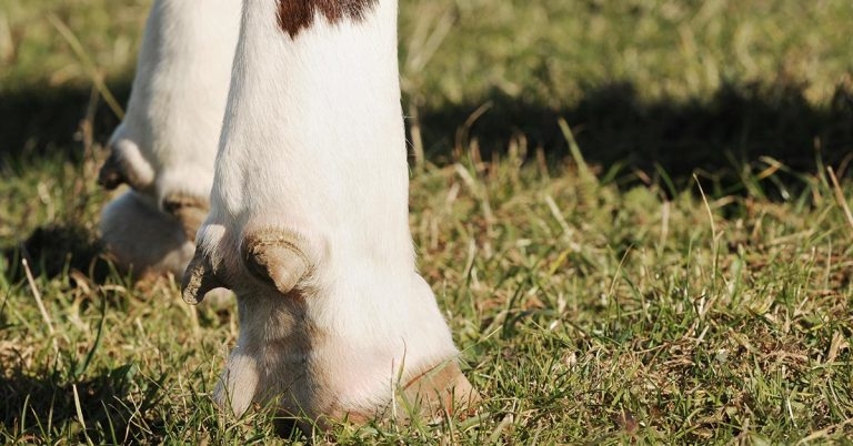 Fractures in cattle for BCVA webinar