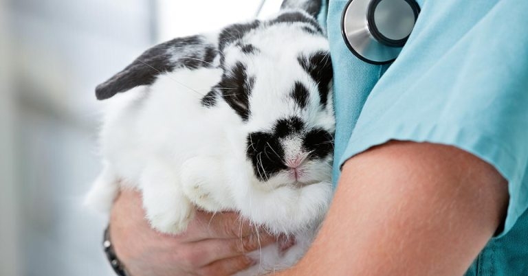 Common presentations in rabbits