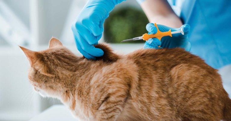 Calls grow for compulsory cat microchipping in Scotland and Northern Ireland