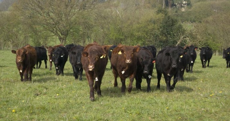 BVD Stamp It Out project extended