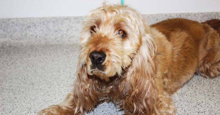 Study reveals electrolyte analyser differences