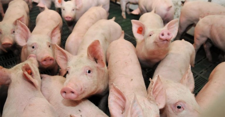 MSD announces £154k pig farming awards scheme