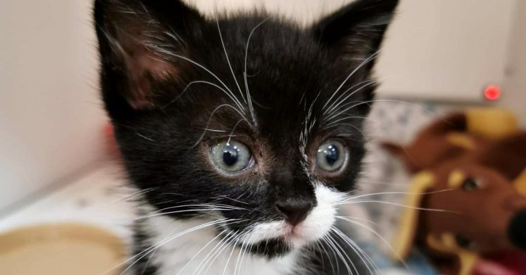 Study proves orphaned kittens suffer more stress
