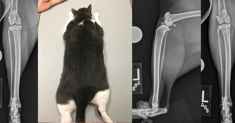 Arthritis in feline patients – best advice to give owners