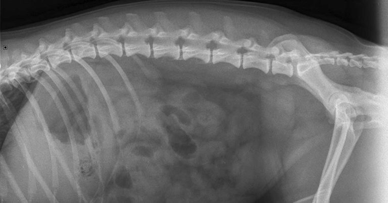 Acute abdominal pain: is it ‘just’ canine pancreatitis?