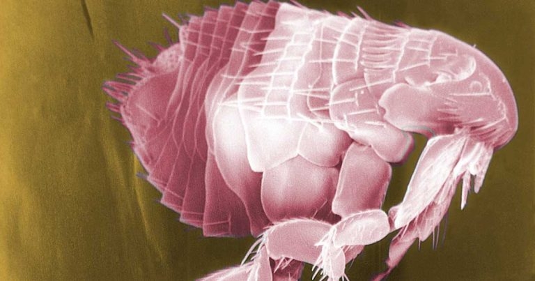 Small animal parasites – are pet owners getting the year-round message?