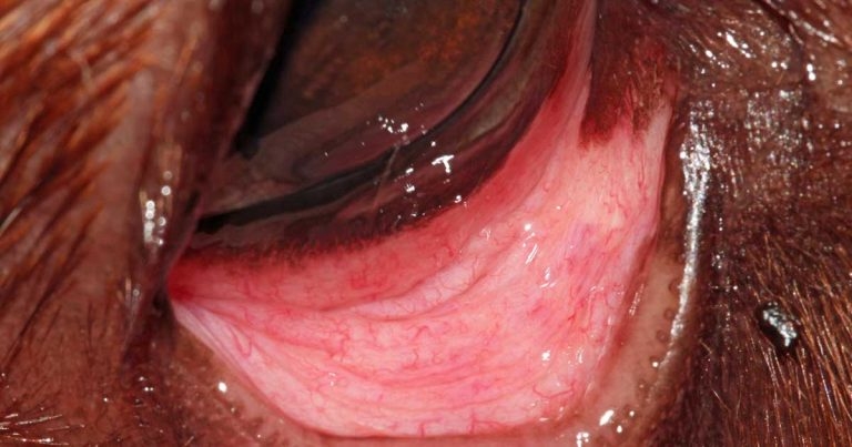 Eyelid tumours in dogs and cats – part 1