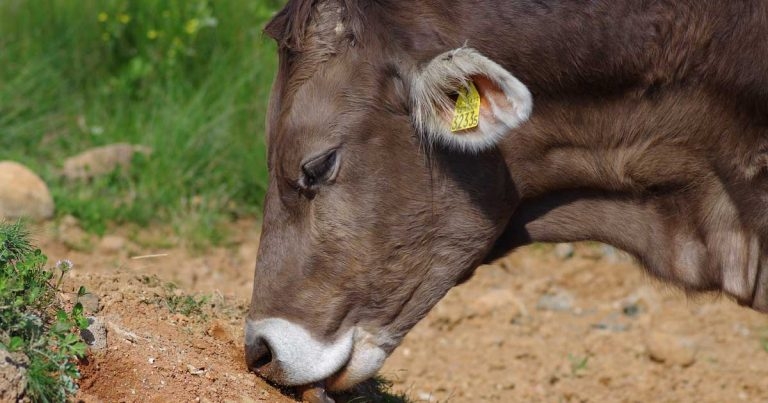 New kids on the dairy block