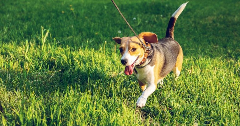 New Alabama rot cases confirmed