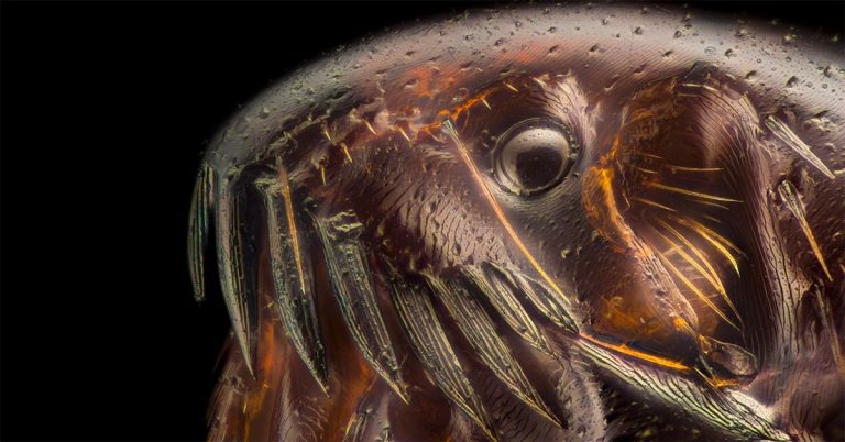 Owners seeking flea treatments without vet advice