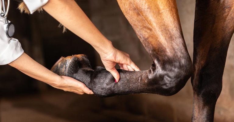 Groundbreaking OA research explored at online equine conference