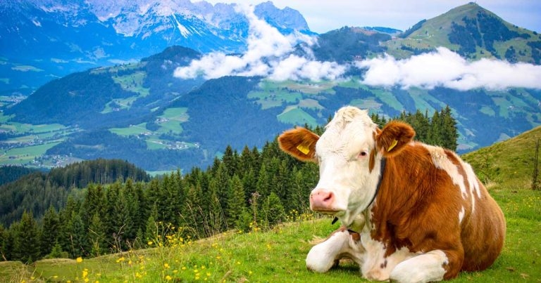 Study shows personal touch can increase cow milk yields