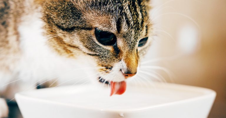 Purina Institute shares feline hydration findings