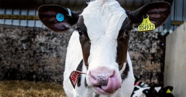 Highlight ORT for scouring calves, vets urged