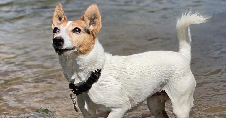 Tenacious Tilly trumps tumour diagnosis