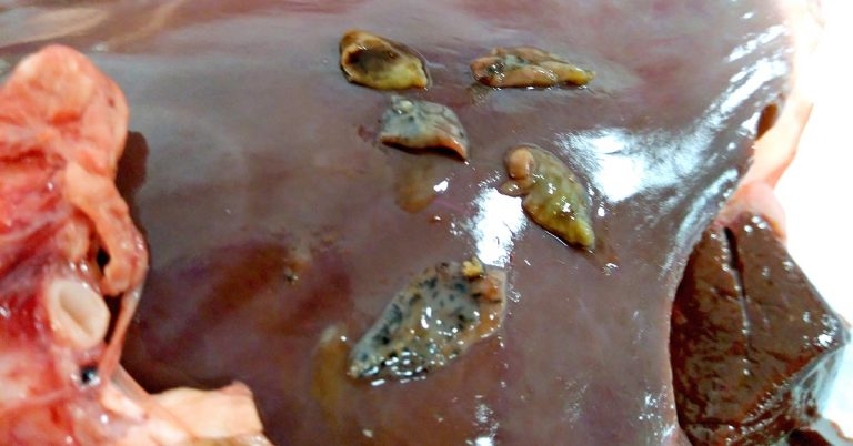 Research highlights liver fluke cost