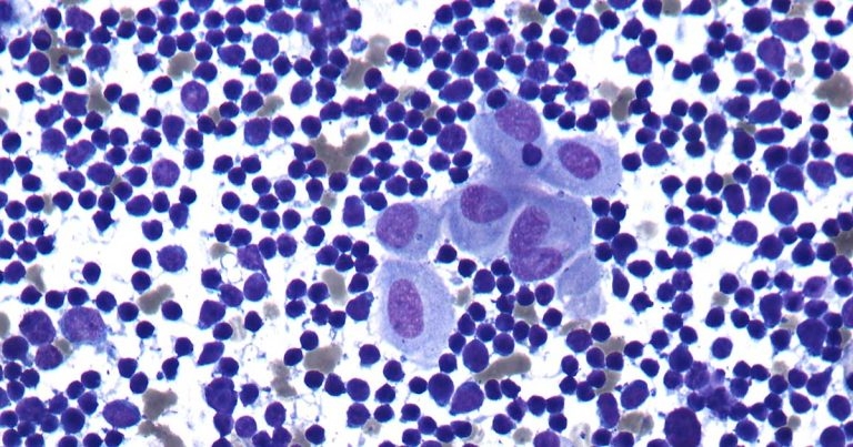 Mediastinal mass in a dog – what’s hiding in the middle?