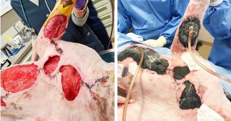 Companion animal wound care – treatment and management