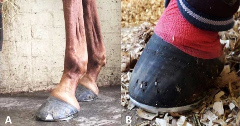 Lameness in horses: prevention protocols and treatment latest
