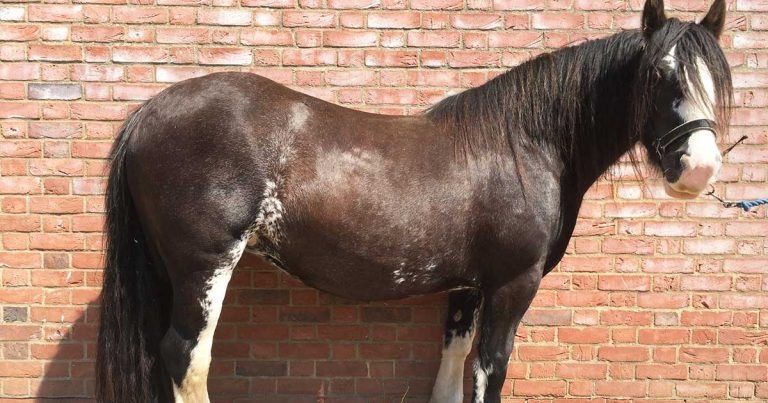 Tackling obesity and related laminitis in equine patients