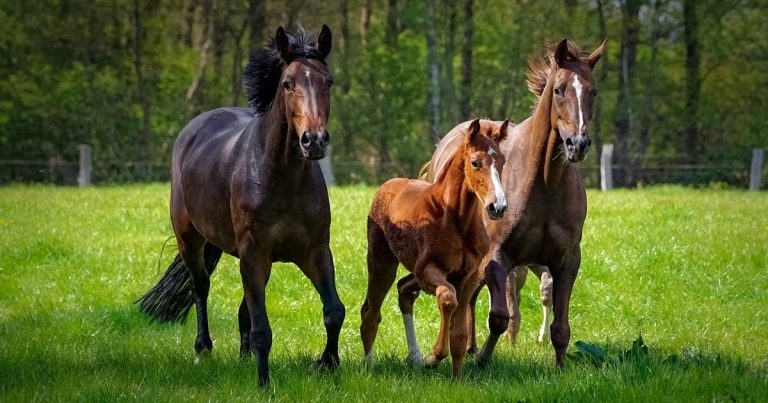 New lab result research points to equine faecal worm health ‘crisis’