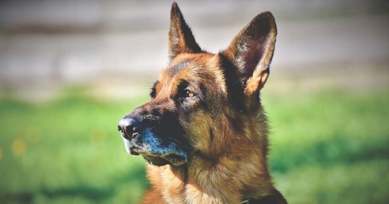 Study: movement of German shepherd dogs dependent on shape